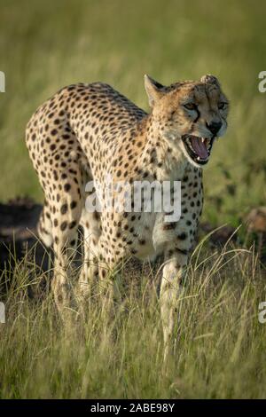 Female cheetah walks yawning in long grass Stock Photo