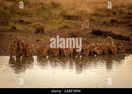 Fourteen lions lie drinking at water hole Stock Photo