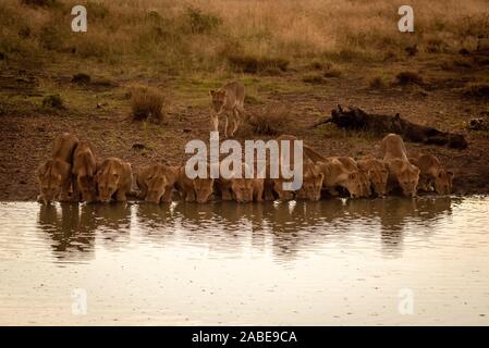 Fourteen lions lie drinking from water hole Stock Photo