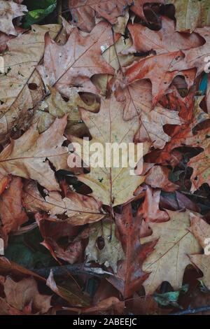 dry and brown leaves with autumn colors on the ground in autumn season Stock Photo
