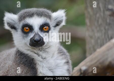 a ring-tailed lemur staring at camera Stock Photo