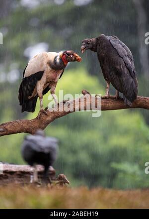 King Vulture: Sarcoramphus papa, and Black Vulture: Coragyps atratus. Costa Rica. Stock Photo