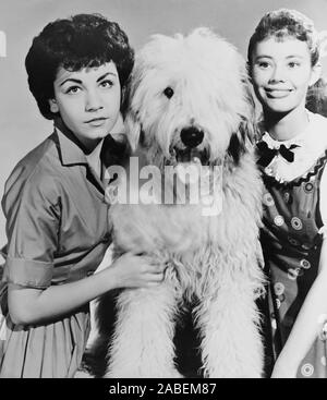 THE SHAGGY DOG, Annette Funicello, 1959 Stock Photo - Alamy