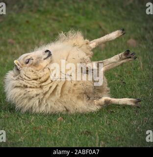 White domestic ewe sheep rolling on its back in a field Stock Photo