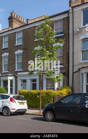 Newly planted urban Rowan or Mountain Ash tree (Sorbus aucuparia) in flower during May, London, UK Stock Photo