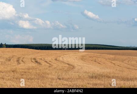 Field of ryegrass grass ready to be sown with soybean in the no-tillage technique in southern Brazil. prescision farming. Stock Photo