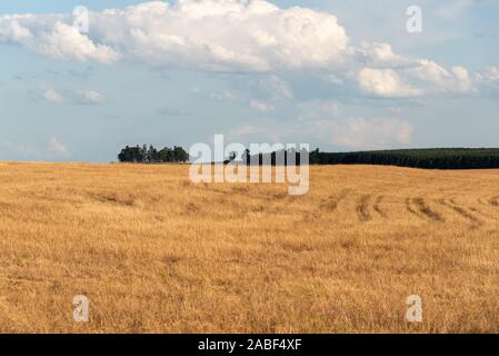 Rural landscape in southern Brazil. Agricultural production field in the soy region for human consumption. Stock Photo