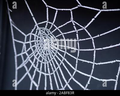 frost on spider web nature in winter frozen Stock Photo