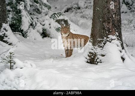 lynx in the snow while looking at you Stock Photo