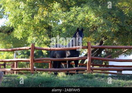 Beautiful young andalusian stallion heard the mares in autumnal corral Stock Photo