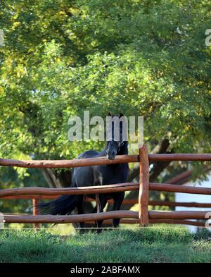 Beautiful young andalusian stallion heard the mares in autumnal corral Stock Photo