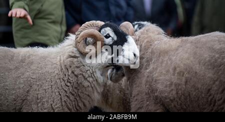 Shepherds showing Swaledale rams at a pedigree sale at Hawes Auction mart, North Yorkshire, UK. Stock Photo