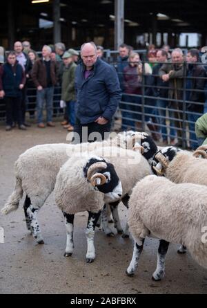 Shepherds showing Swaledale rams at a pedigree sale at Hawes Auction mart, North Yorkshire, UK. Stock Photo
