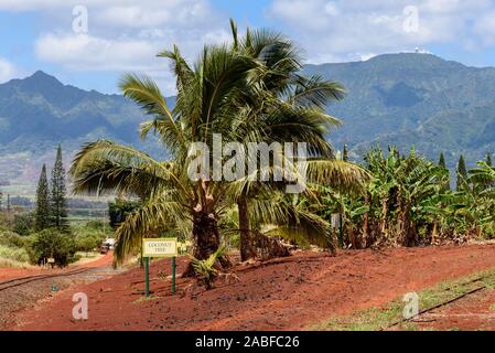 Coconut tree growing in a tropical plantation Stock Photo