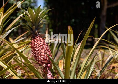 Pineapples growing in Hawaii Stock Photo