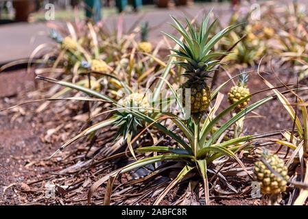 Pineapples growing in Hawaii Stock Photo