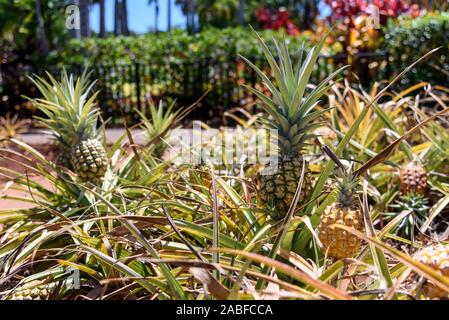 Pineapples growing in Hawaii Stock Photo