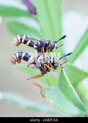 Conops quadrifasciatus, known as the the yellow-banded conops or four-banded beegrabber, a fly mimicking wasp from Finland Stock Photo