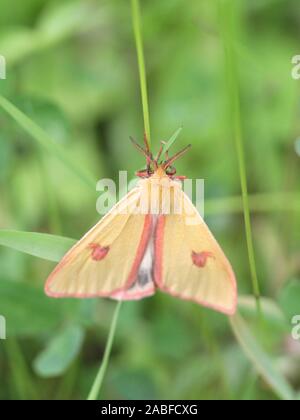 Diacrisia sannio, known as the clouded buff, a moth from Finland Stock Photo