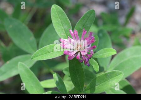 Trifolium medium, known as the the zigzag clover, wild flowerng plant Stock Photo
