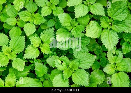 Patch of common nettle (Urtica dioica) Stock Photo