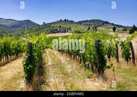 Vineyards, Greve in Chianti, Tuscany, Italy Stock Photo