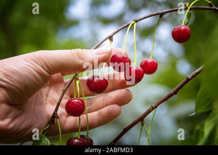Ripe red cherries on tree branch in organic orchard garden. Farmer's fingers are reaching fruits to pick them. Cherries are covered by water drops. Se Stock Photo