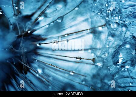 Beautiful dew drops on a dandelion seed. Macro. Beautiful soft light blue and violet background. Selective focus. Background with copy space. Stock Photo