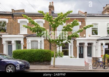Flowering table dogwood (Cornus controversa) street tree, Stoke Newington, London N16 Stock Photo