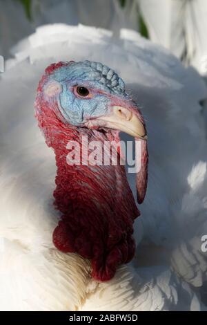 Washington DC, USA. 26th Nov, 2019. 'Butter', the 2019 National Thanksgiving Turkey appears in the Rose Garden of the White House in Washington, DC where he was pardoned by United States President Donald J. Trump on Tuesday, November 26, 2019. Credit: MediaPunch Inc/Alamy Live News Stock Photo