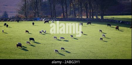 Herd of cows grazing on the farmland in Dartmoor National Park, Devon Stock Photo
