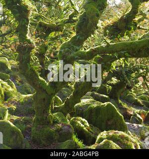 Ancient forest Wistman's Wood near Two Bridges in Dartmoor, Devon. Magical mysterious woodland with an eerie feel. Hundreds of years old oak trees Stock Photo