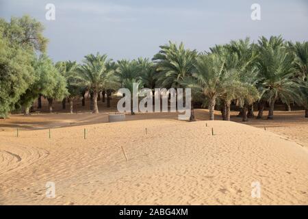 Palm Trees in The Sahara Desert, Dubai, UAE Stock Photo