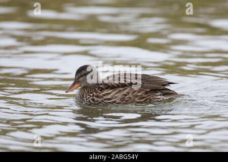 Schnatterente, Weibchen, Schnatter-Ente, Mittelente, Knarrente, Mareca strepera, Anas strepera, Gadwall, female, Le Canard chipeau Stock Photo