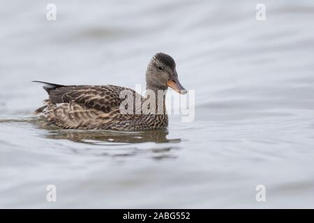 Schnatterente, Weibchen, Schnatter-Ente, Mittelente, Knarrente, Mareca strepera, Anas strepera, Gadwall, female, Le Canard chipeau Stock Photo