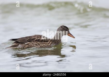 Schnatterente, Weibchen, Schnatter-Ente, Mittelente, Knarrente, Mareca strepera, Anas strepera, Gadwall, female, Le Canard chipeau Stock Photo