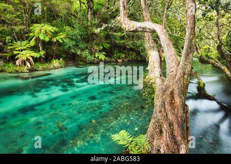 Tarawera River in Tarawera Forest in North Island, New Zealand Stock Photo