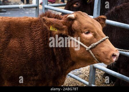 Uppingham, Rutland, UK. 27th Nov, 2019. Cattle being exhibited at the Uppingham Fat Stock show. Credit: Michael David Murphy / Alamy Live News Stock Photo