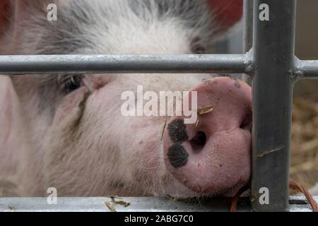 Uppingham, Rutland, UK. 27th Nov, 2019. A pig being exhibited at the Uppingham Fat Stock show. Credit: Michael David Murphy / Alamy Live News Stock Photo