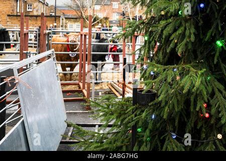 Uppingham, Rutland, UK. 27th Nov, 2019. A Christmas tree at the Uppingham Fat Stock show. Credit: Michael David Murphy / Alamy Live News Stock Photo