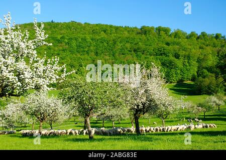 Blühende Obstbäume unter dem Langert,  Schafherde, Stock Photo