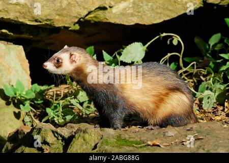 Tiere, Saeugetiere, Iltis, (Mustela putoris), Europaeischer Iltis, Polecat, European Ferret, Stock Photo