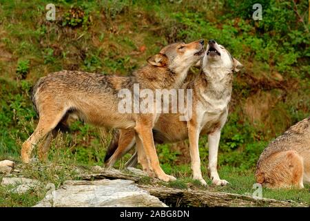 Timberwolf, (Canis lupus occidentalis), Mackenzie Valley Wolf, Deutschland, Germany Stock Photo