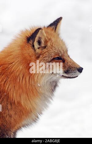 Rotfuchs (Vulpes vulpes) Red Fox ï Baden Wuerttemberg; Deutschland, Germany