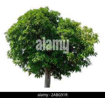 isolated mango tree on white background with clipping path Stock Photo