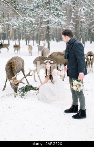 Beautiful bride and groom in winter forest feeding a deer. Deer herd on the background Stock Photo