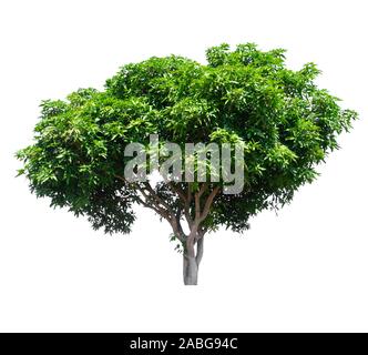 isolated mango tree on white background with clipping path Stock Photo