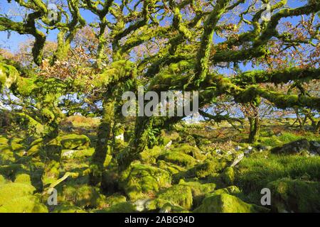 Ancient forest Wistman's Wood near Two Bridges in Dartmoor, Devon. Magical mysterious woodland with an eerie feel. Hundreds of years old oak trees Stock Photo