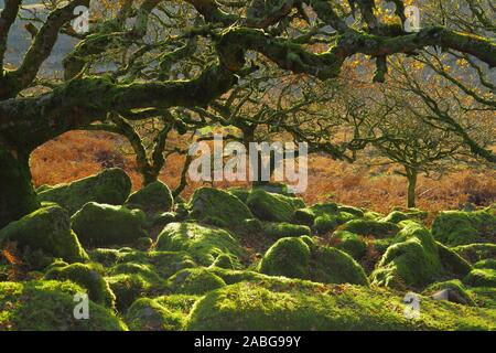 Ancient forest Wistman's Wood near Two Bridges in Dartmoor, Devon. Magical mysterious woodland with an eerie feel. Hundreds of years old oak trees Stock Photo