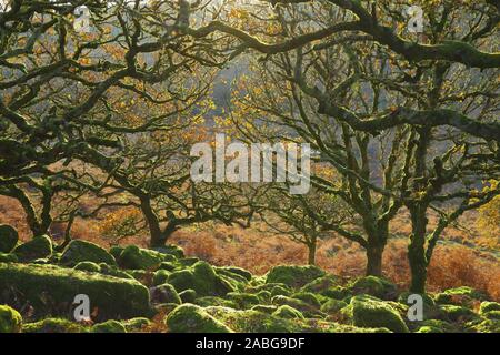 Ancient forest Wistman's Wood near Two Bridges in Dartmoor, Devon. Magical mysterious woodland with an eerie feel. Hundreds of years old oak trees Stock Photo